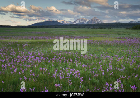 Shooting Star (Dodecatheon conjugens) fleurs sauvages fleurissent dans Elk Meadows, Maryland National Forest Salmon-Challis Banque D'Images