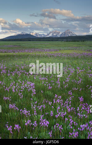 Shooting Star (Dodecatheon conjugens) fleurs sauvages fleurissent dans Elk Meadows, Maryland National Forest Salmon-Challis Banque D'Images