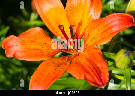 Grand feu orange lily avec les bourgeons et les Leafs contre fond vert. Banque D'Images