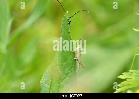 Insectes sauterelles vert caché dans l'herbe et de l'alimentation l'alimentation de la chasse Banque D'Images