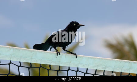 Les oiseaux noirs à l'Hôtel Melia Cayo Coco, Cayo Coco, Cuba Banque D'Images