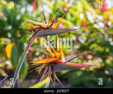 Belle fleur oiseau du paradis Hawaïen Banque D'Images