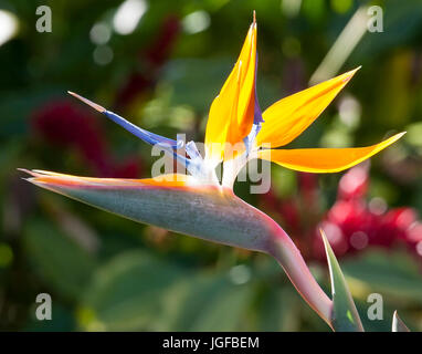 Belle fleur oiseau du paradis Hawaïen Banque D'Images