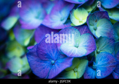 Violet, vert et bleu Hortensia blossom Banque D'Images