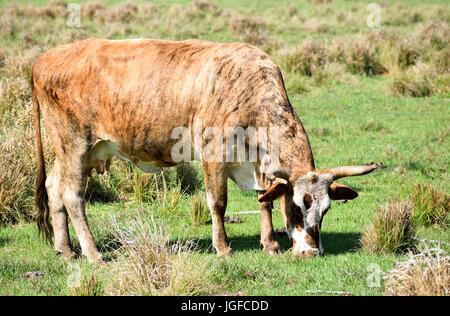 Le pâturage des vaches dans un champ sur une journée ensoleillée Banque D'Images
