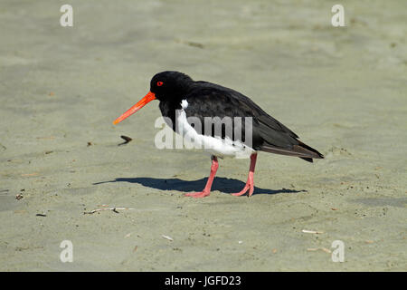 L'île du sud de l'huîtrier pie (Haematopus finschi), Caroline Bay, Timaru, Canterbury, île du Sud, Nouvelle-Zélande Banque D'Images