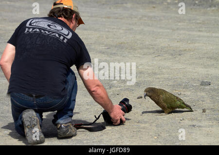 Photographier un Kea (Nouvelle Zélande - Nestor notabilis perroquet alpin ), Mount Hutt, Canterbury, île du Sud, Nouvelle-Zélande (M.) Banque D'Images