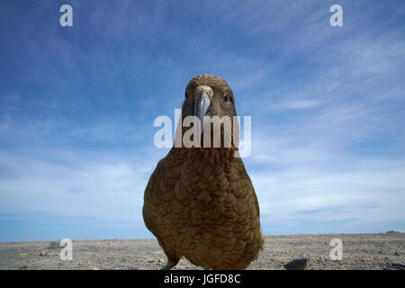 Kea (Nouvelle Zélande - Nestor notabilis perroquet alpin ), Mount Hutt, Canterbury, île du Sud, Nouvelle-Zélande Banque D'Images