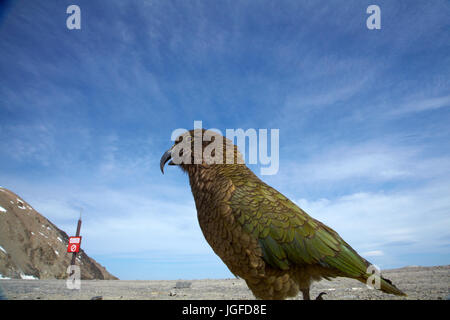 Kea (Nouvelle Zélande - Nestor notabilis perroquet alpin ), Mount Hutt, Canterbury, île du Sud, Nouvelle-Zélande Banque D'Images