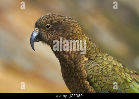 Kea (Nouvelle Zélande - Nestor notabilis perroquet alpin ), Mount Hutt, Canterbury, île du Sud, Nouvelle-Zélande Banque D'Images