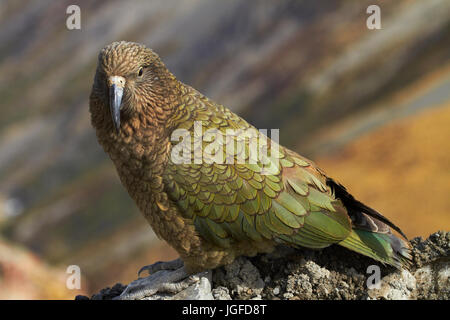 Kea (Nouvelle Zélande - Nestor notabilis perroquet alpin ), Mount Hutt, Canterbury, île du Sud, Nouvelle-Zélande Banque D'Images