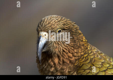 Kea (Nouvelle Zélande - Nestor notabilis perroquet alpin ), Mount Hutt, Canterbury, île du Sud, Nouvelle-Zélande Banque D'Images