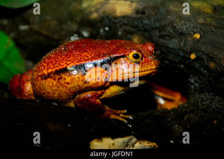 La grenouille tomate Madagascar ou le crapaud rouge de Madagascar (Dyscophus antongilii). Banque D'Images
