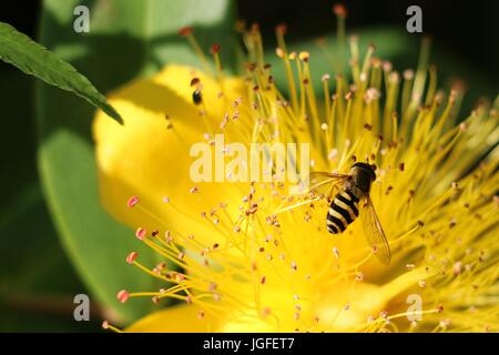 Hover Fly ou voler des fleurs, Syrphus ribesii, sur les étamines de la fleur, Hypercium jaune Rose de Sharon fleurs en été. Banque D'Images