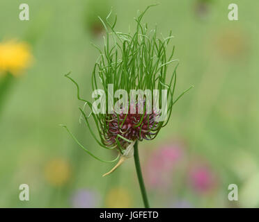 Bulbilles aériennes germination poussant dans la tête de fleurs anciennes l'ail sauvage (Allium vineale). Bedgebury Forêt, Kent, UK. Banque D'Images