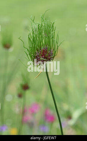 Bulbilles aériennes germination poussant dans la tête de fleurs anciennes l'ail sauvage (Allium vineale). Bedgebury Forêt, Kent, UK. Banque D'Images