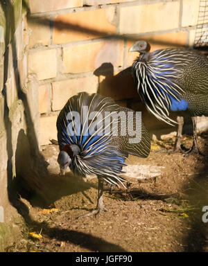 Dans le zoo Guineafowls Vulturine Banque D'Images