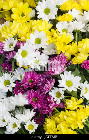 Chrysanthèmes disposés sous la forme d'une image comme arrière-plan naturel coloré bouquet de fleurs de couleur blanc avec de belles fleurs, jaune et violet Banque D'Images