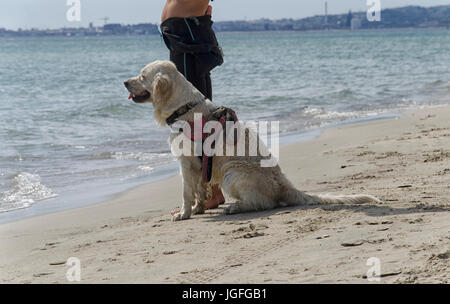 Chien de sauvetage prêts à entrer à l'eau Banque D'Images