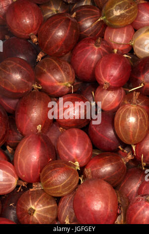 Groseilles rouges Hinnonmaki, groseille variété. La récolte. Banque D'Images