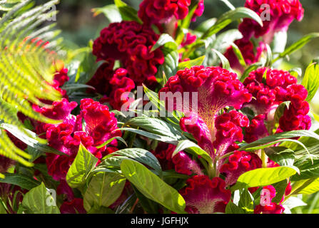 Floraison rouge foncé carnation barbu Sweet William (Dianthus barbatus) Banque D'Images