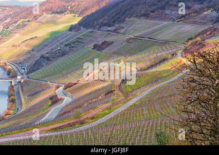 Route sinueuse à travers les vignes sur la Moselle en Allemagne. Banque D'Images