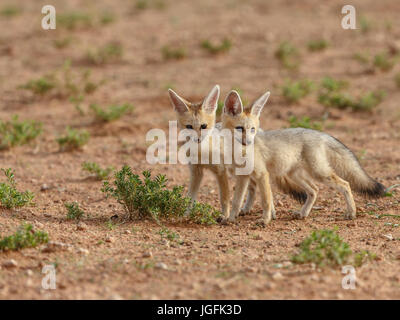 Deux jeunes chiots fox ludique, Vulpes chama, inquisitve et alerte à l'extérieur de leur tanière tôt le matin la lumière du Parc transfrontalier de Kgalagadi, Banque D'Images