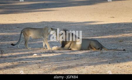 Lion cub fait une approche provisoire à la crinière d'un Lion Noir, Panthera leo, les Lions sont intolérants à l'égard des jeunes qui ne sont pas conformes Banque D'Images