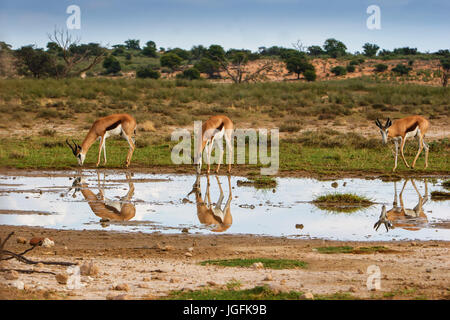 Trois Antidorcas marsupialis Springbok en potable Kgalagadi Transfrontier Park. Beauté de reflets dans l'eau l'environnement hostile de décalage Banque D'Images