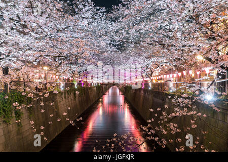 Cherry Blossom bordée de Meguro Canal de nuit à Tokyo, Japon. Printemps en avril à Tokyo, Japon. Banque D'Images