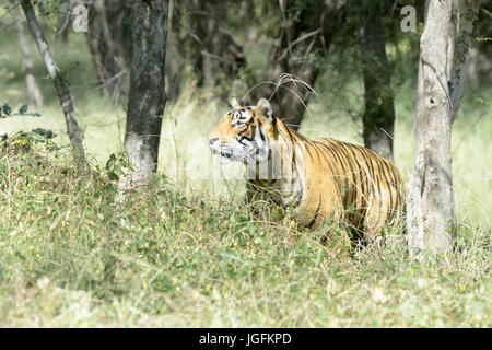 Royal tigre du Bengale (Panthera tigris tigris) traque des proies en forêt, parc national de Ranthambhore, Rajasthan, Inde. Banque D'Images