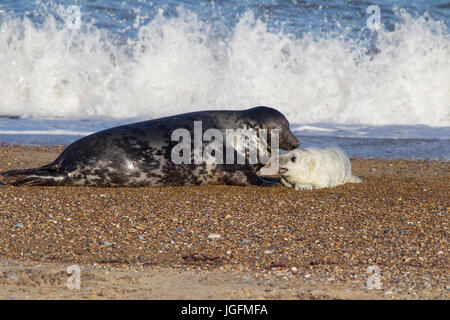 Phoque gris, Halichoerus grypus, seule femelle adulte et chiot se reposant sur la plage. Suffolk, Royaume-Uni Banque D'Images