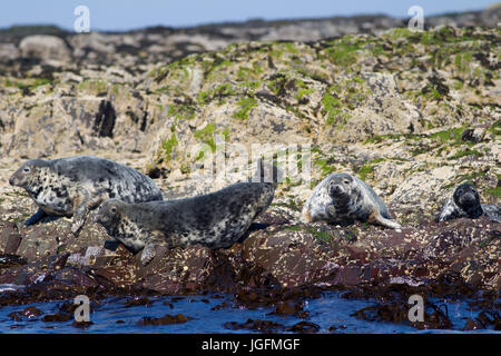 Les phoques gris, Halichoerus grypus, groupe reposant sur des rochers. Iles Farne, Northumberland, Royaume-Uni Banque D'Images