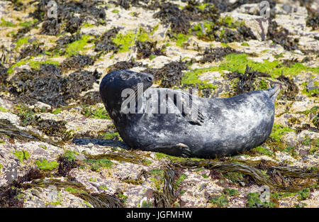 Phoque gris, Halichoerus grypus, seul adulte reposant sur des rochers. Iles Farne, Northumberland, Royaume-Uni Banque D'Images