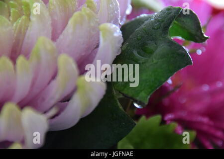 Bouquet mouillées avec waterdrops macro shot Banque D'Images