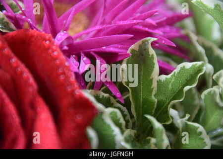 Vue rapprochée d'une petite partie d'un arrangement floral, bouquet mouillées avec waterdrops macro shot Banque D'Images