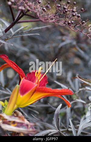 Hemerocallis 'Stafford'. L'hémérocalle 'Stafford' fleur parmi le feuillage d'un Aîné sombre Banque D'Images