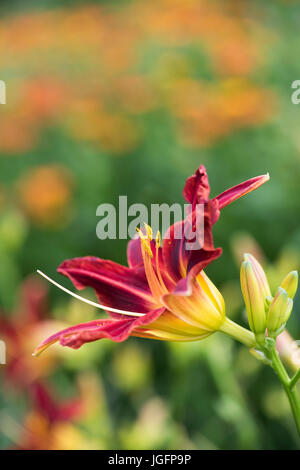 Hemerocallis 'Stafford'. L'hémérocalle 'Stafford' Fleur Banque D'Images