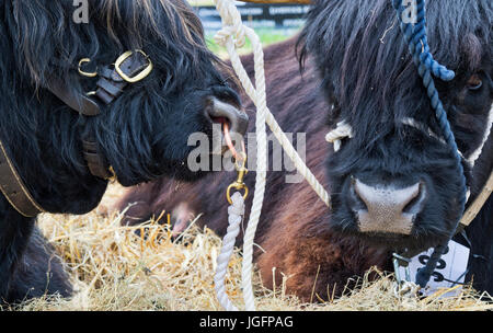 Bos taurus. Les vaches Highland noir au pays Hanbury show, Worcestershire. UK Banque D'Images
