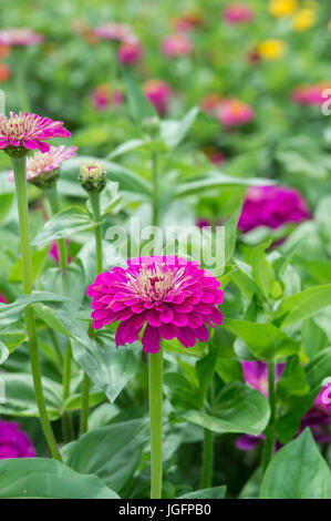 Zinnia hybrida. Zinnia elegans 'fleurs' Tudor Banque D'Images