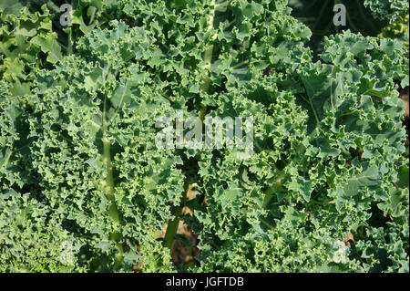 Un chou frisé, chou crinkly forme une rosette de feuilles mobiles comme les plantes poussent et et est souvent appelé un superfood. Banque D'Images