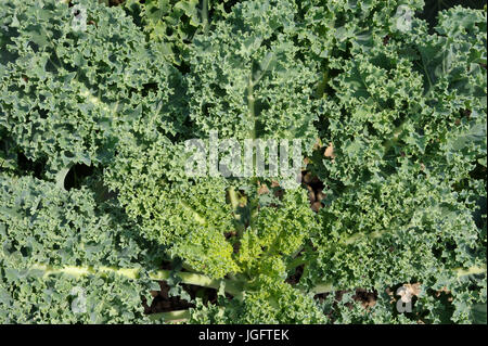 Un chou frisé, chou crinkly forme une rosette de feuilles mobiles comme les plantes poussent et et est souvent appelé un superfood. Banque D'Images