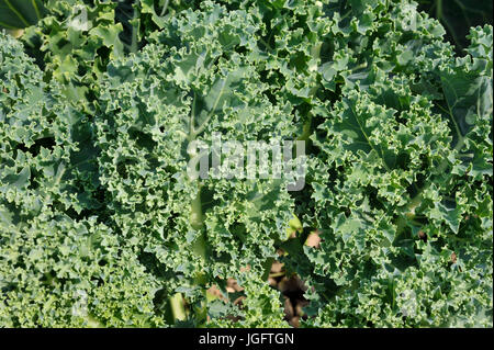 Un chou frisé, chou crinkly forme une rosette de feuilles mobiles comme les plantes poussent et et est souvent appelé un superfood. Banque D'Images