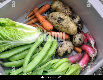 Sélection de légumes du jardin fraîchement cueillis, chou chinois, carottes, large ou fèves, pommes de terre nouvelles, radis et pak chee. Banque D'Images