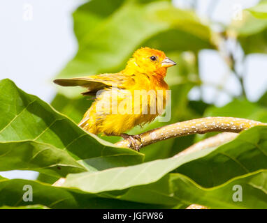 Belle Saffron Finch perché sur branche d'arbre Banque D'Images