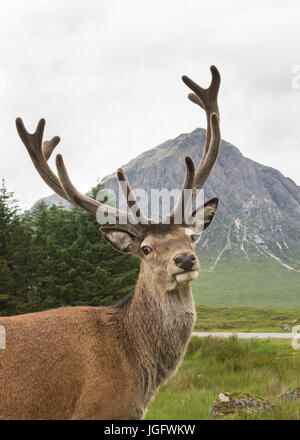 Red Deer stag et Buachaille Etive Mor, Glencoe, Ecosse, Royaume-Uni Banque D'Images