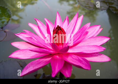 Lotus rouge dans l'eau Banque D'Images