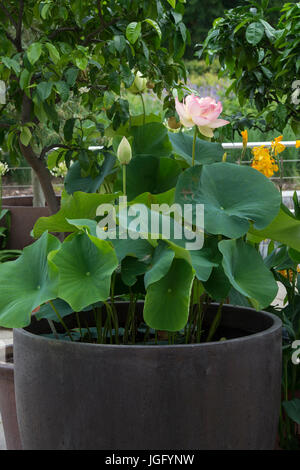 Nelumbo 'période automne Boli'. Nelumbo nucifera Mme Perry D. Slocum. Fleur de Lotus au RHS Wisley Gardens, Surrey, Angleterre Banque D'Images