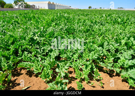 Les jeunes plantes dans des pastèques de producteur commercial de serres au-delà, Province de Latina, Italie Banque D'Images