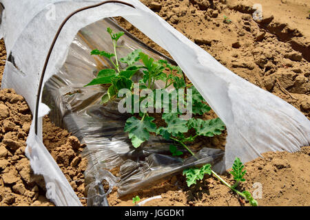 Close up of commercial agriculture horticulture fleece et couvre-sol plastique cloche pour la conservation de l'eau et la protection des végétaux Banque D'Images